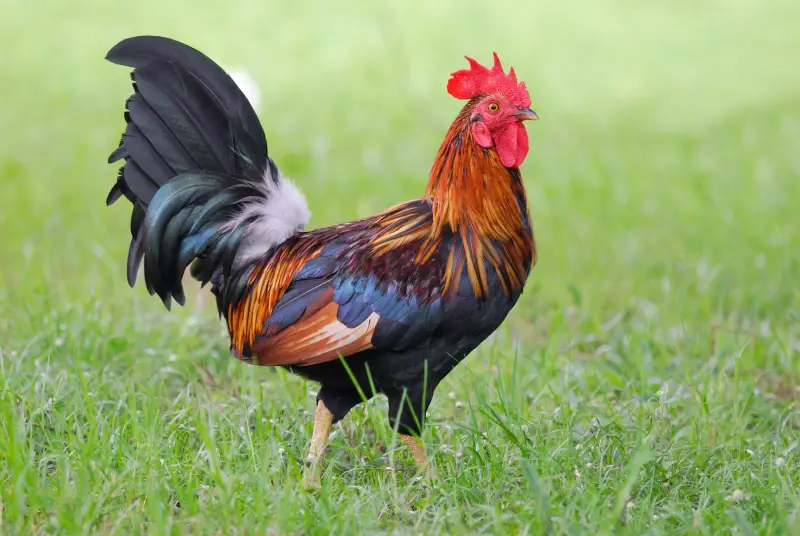 Số lượng lông thép có ảnh hưởng gì đến gà?